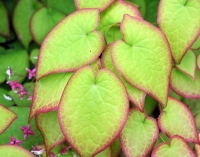 Nice strong pink to red flowers with white inners.